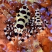 shrimp_coleman_bhr_tam_v_0361_bal6223.jpg
